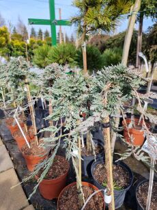 Jałowiec Płożący "Icee Blue " szczepiony (Juniperus Horizontalis)