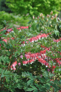 Serduszka Okazała "Valentine" ( Dicentra spectabilis )