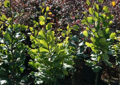 Buk Pospolity "Dawyck Gold" (Fagus Sylvatica)