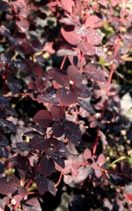 Berberys Ottawski "Superba" (Berberis Ottawensis)