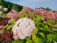Hortensja Drzewiasta 