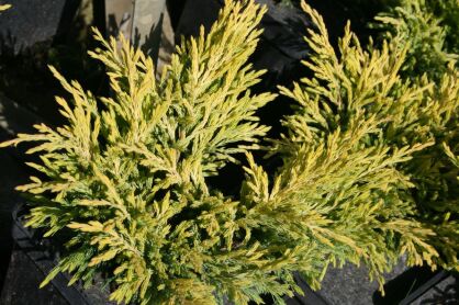 Jałowiec Płożący "Limeglow" (Juniperus Horizontalis)