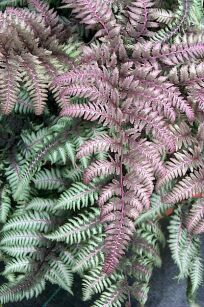Wietlica Japońska "Burgundy Lace" (Athyrium Nipponicum)